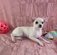 AKC Nana, a female Chihuahua for sale in Brooksville, KY – 8 of 8
