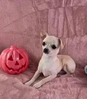 AKC Milly, a female Chihuahua for sale in Brooksville, KY – 4 of 10