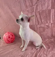 AKC Nana, a female Chihuahua for sale in Brooksville, KY – 5 of 8