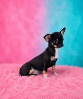 AKC Charlotte , a female Chihuahua for sale in Brooksville, KY – 8 of 9
