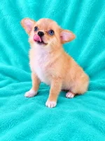 AKC Nemo , a male Chihuahua for sale in Brooksville, KY – 7 of 8
