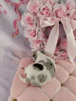 AKC Shimmer , a female Chihuahua for sale in Brooksville, KY – Photo 7 of 7