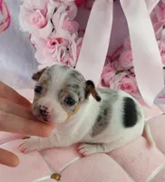 AKC Shimmer , a female Chihuahua for sale in Brooksville, KY – Photo 5 of 7