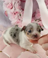 AKC Shimmer , a female Chihuahua for sale in Brooksville, KY – Photo 1 of 7