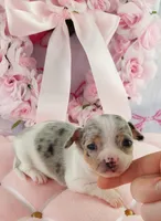 AKC Shimmer , a female Chihuahua for sale in Brooksville, KY – Photo 6 of 7