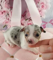 AKC Shimmer , a female Chihuahua for sale in Brooksville, KY – Photo 2 of 7