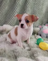 AKC Mojo, a male Chihuahua for sale in Brooksville, KY – Photo 5 of 10