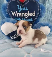 AKC Mojo, a male Chihuahua for sale in Brooksville, KY – Photo 1 of 10