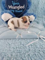 AKC Mojo, a male Chihuahua for sale in Brooksville, KY – Photo 5 of 10