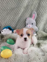 AKC Mojo, a male Chihuahua for sale in Brooksville, KY – Photo 6 of 10