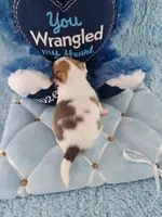 AKC Mojo, a male Chihuahua for sale in Brooksville, KY – Photo 6 of 10