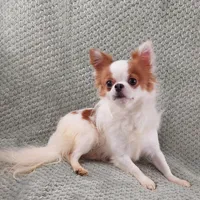 AKC Mojo, a male Chihuahua for sale in Brooksville, KY – Photo 9 of 10