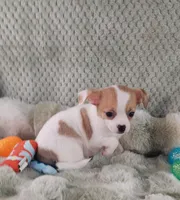 AKC Mojo, a male Chihuahua for sale in Brooksville, KY – Photo 2 of 10