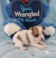 AKC Mojo, a male Chihuahua for sale in Brooksville, KY – Photo 9 of 10