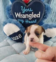 AKC Mojo, a male Chihuahua for sale in Brooksville, KY – Photo 3 of 10