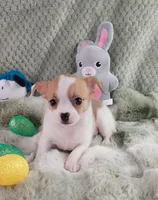 AKC Mojo, a male Chihuahua for sale in Brooksville, KY – Photo 1 of 10