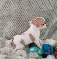 AKC Mojo, a male Chihuahua for sale in Brooksville, KY – Photo 3 of 10