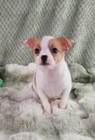 AKC Mojo, a male Chihuahua for sale in Brooksville, KY – Photo 4 of 10