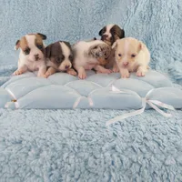 AKC Mojo, a male Chihuahua for sale in Brooksville, KY – Photo 8 of 10