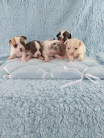 AKC Mojo, a male Chihuahua for sale in Brooksville, KY – Photo 4 of 10