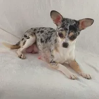 AKC Mojo, a male Chihuahua for sale in Brooksville, KY – Photo 10 of 10