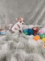 AKC Mojo, a male Chihuahua for sale in Brooksville, KY – Photo 7 of 10