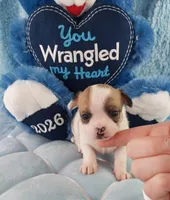 AKC Mojo, a male Chihuahua for sale in Brooksville, KY – Photo 2 of 10