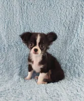 AKC Desiel, a male Chihuahua for sale in Brooksville, KY – 7 of 9