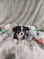 AKC Desiel, a male Chihuahua for sale in Brooksville, KY – Photo 2 of 3