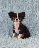 AKC Desiel, a male Chihuahua for sale in Brooksville, KY – 8 of 9
