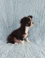 AKC Desiel, a male Chihuahua for sale in Brooksville, KY – 5 of 9