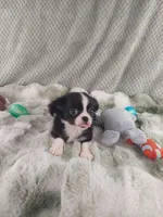 AKC Desiel, a male Chihuahua for sale in Brooksville, KY – Photo 1 of 3