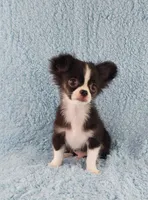 AKC Desiel, a male Chihuahua for sale in Brooksville, KY – 4 of 9