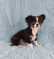 AKC Desiel, a male Chihuahua for sale in Brooksville, KY – 6 of 9
