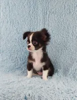 AKC Desiel, a male Chihuahua for sale in Brooksville, KY – 3 of 9