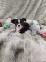 AKC Desiel, a male Chihuahua for sale in Brooksville, KY – Photo 3 of 3