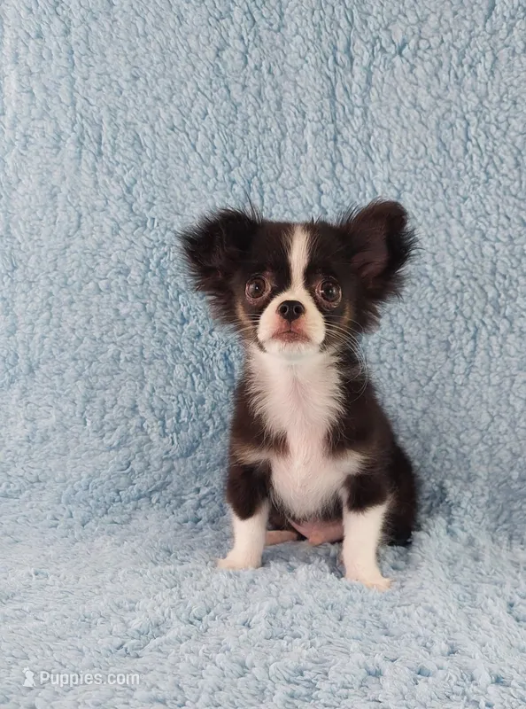 AKC Desiel – Chihuahua puppy for sale in Brooksville, KY