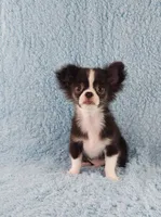 AKC Desiel, a male Chihuahua for sale in Brooksville, KY – 1 of 9