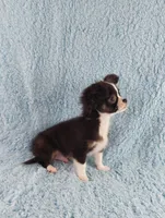 AKC Desiel, a male Chihuahua for sale in Brooksville, KY – 9 of 9