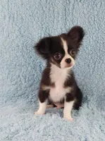 AKC Desiel, a male Chihuahua for sale in Brooksville, KY – 2 of 9