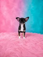 AKC Charlotte , a female Chihuahua for sale in Brooksville, KY – 9 of 9