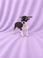 AKC Masie , a female Chihuahua for sale in Brooksville, KY – 7 of 7