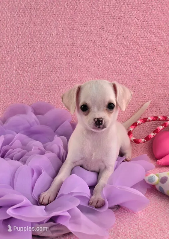 AKC Milly – Chihuahua puppy for sale in Brooksville, KY