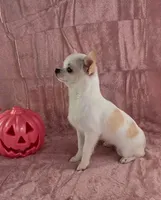 Akc coconut , a female Chihuahua for sale in Brooksville, KY – 6 of 10