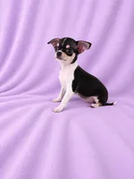 AKC Masie , a female Chihuahua for sale in Brooksville, KY – 6 of 7