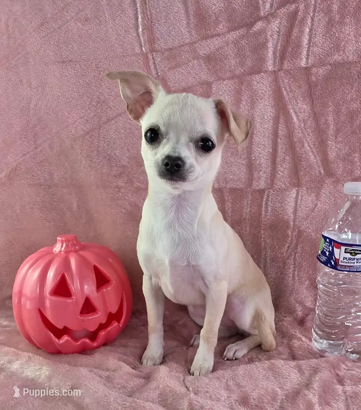 AKC Milly – Chihuahua puppy for sale in Brooksville, KY