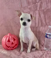 AKC Milly, a female Chihuahua for sale in Brooksville, KY – 1 of 10