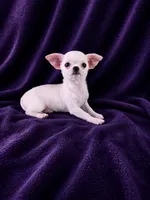 Akc coconut , a female Chihuahua for sale in Brooksville, KY – 6 of 9