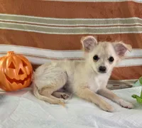 AKC Nelly , a male Chihuahua for sale in Brooksville, KY – 7 of 7