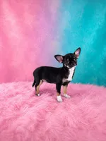 AKC Charlotte , a female Chihuahua for sale in Brooksville, KY – 4 of 9